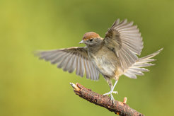 Female blackcap (Sylvia atricapilla). The species has a wide range of migration behaviour: Northern European populations are primarily long-distance migrants, most populations breeding in Central Europe are medium-distance migrants, while breeding populations in the Mediterranean are short-distance or partial migrants. The differences in migratory behaviour are innate.