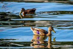 Mallard with solar GPS tag.