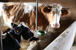 Eine Kuh mit Bewegungssensor am Hals (vorne).